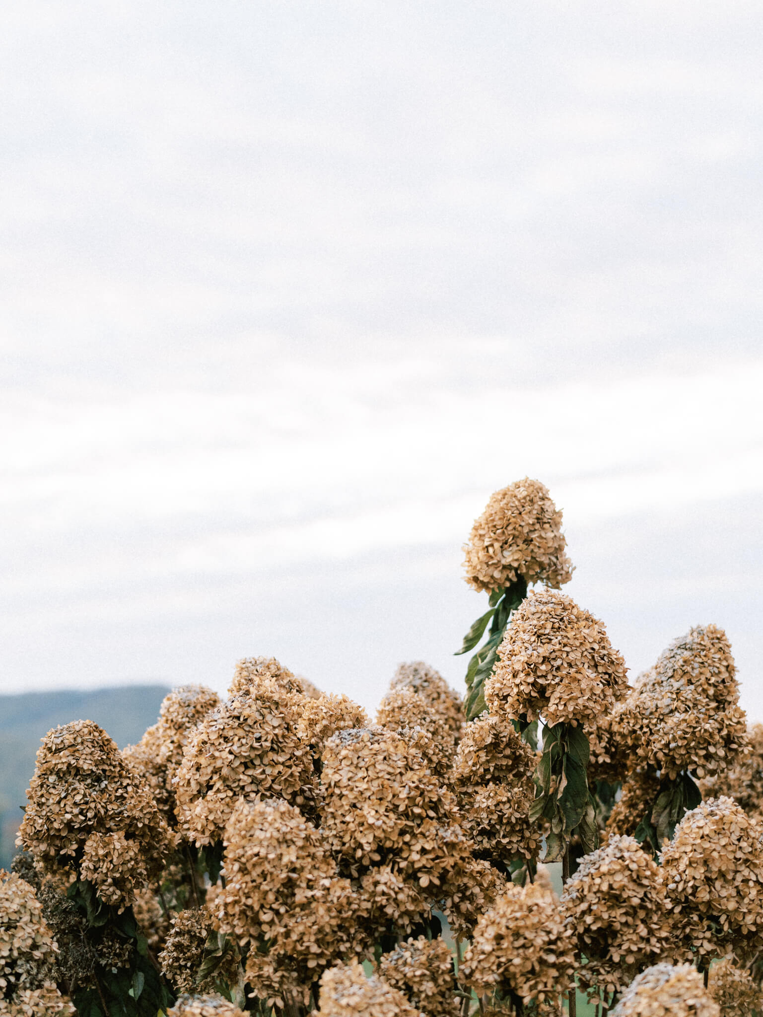 Closeup of brown hydrangeas at Pippin Hill wedding venue in front of the evening sky.