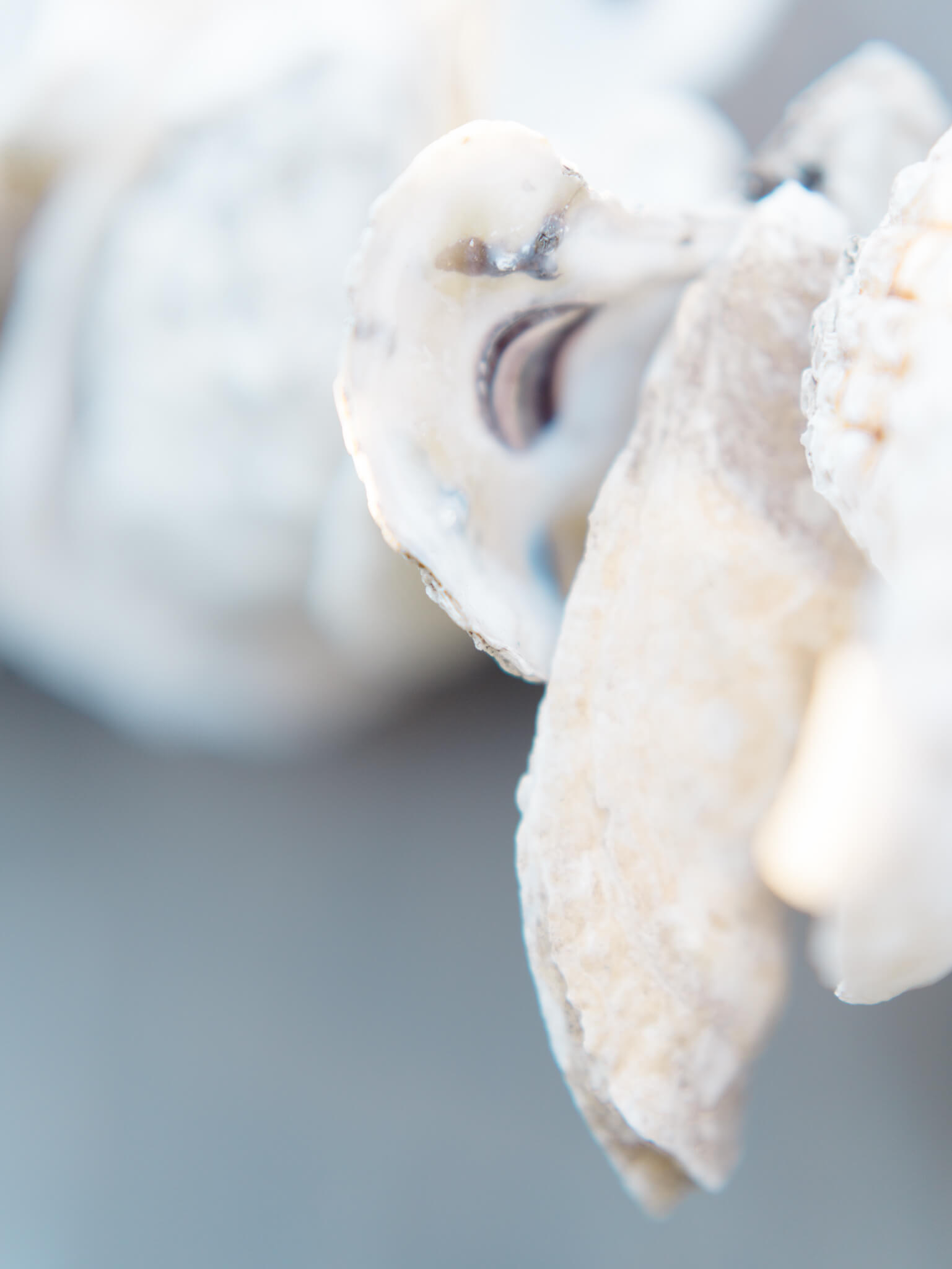 Close-up image of oyster shells hanging on an escort display at River Farm in Alexandria, Virginia.
