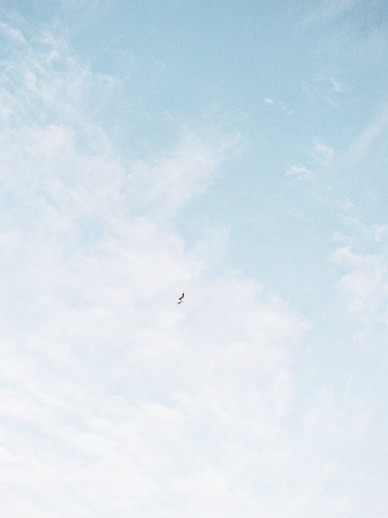 A bird flying in the blue sky with white clouds during a Jefferson Memorial Engagement Session