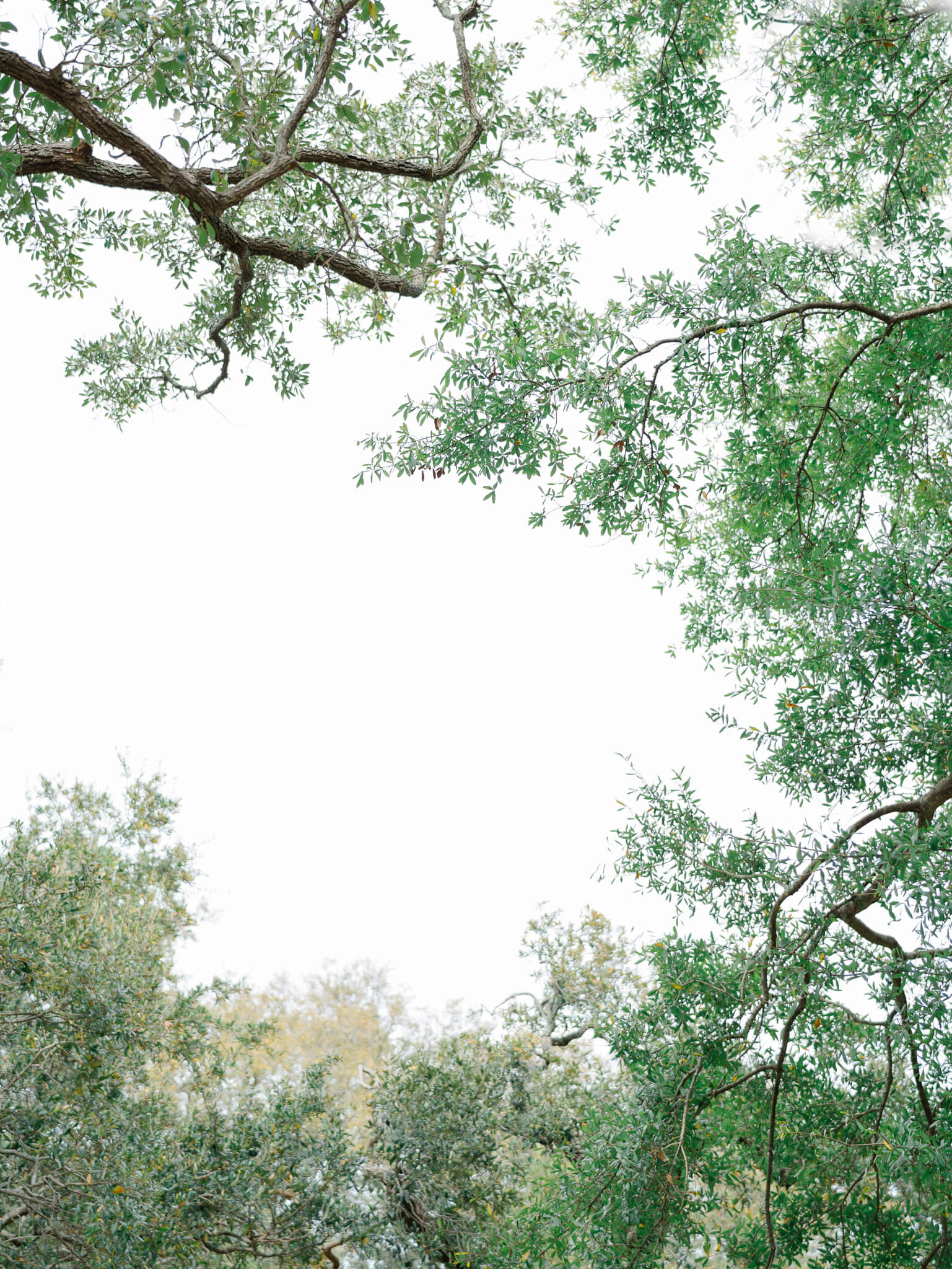 Live oak canopy shot from the ground up towards the sky at Lowndes Grove wedding venue.