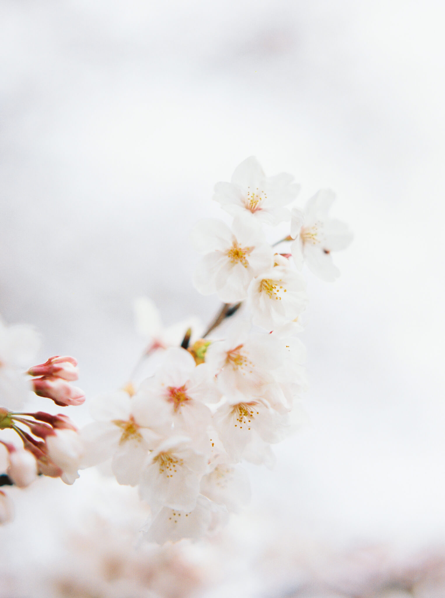 Closeup of the Japanese cherry blossoms during a D.C. elopement