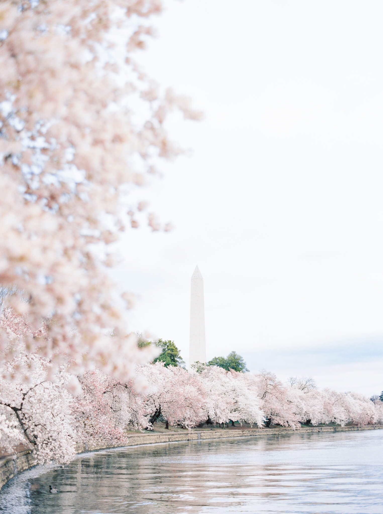 The Washington Monument and D.C. Tidal Basin lined with blooming cherry blossom trees