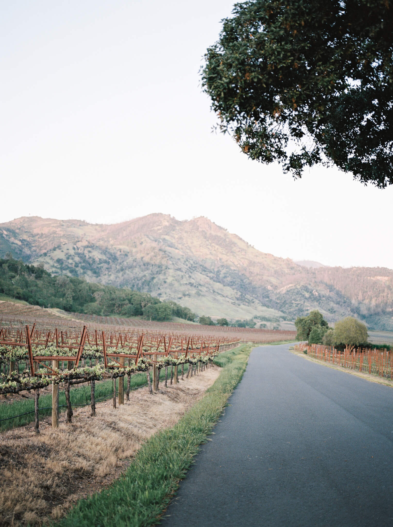 A paved road leading past vineyards and mountains at a destination wedding weekend.