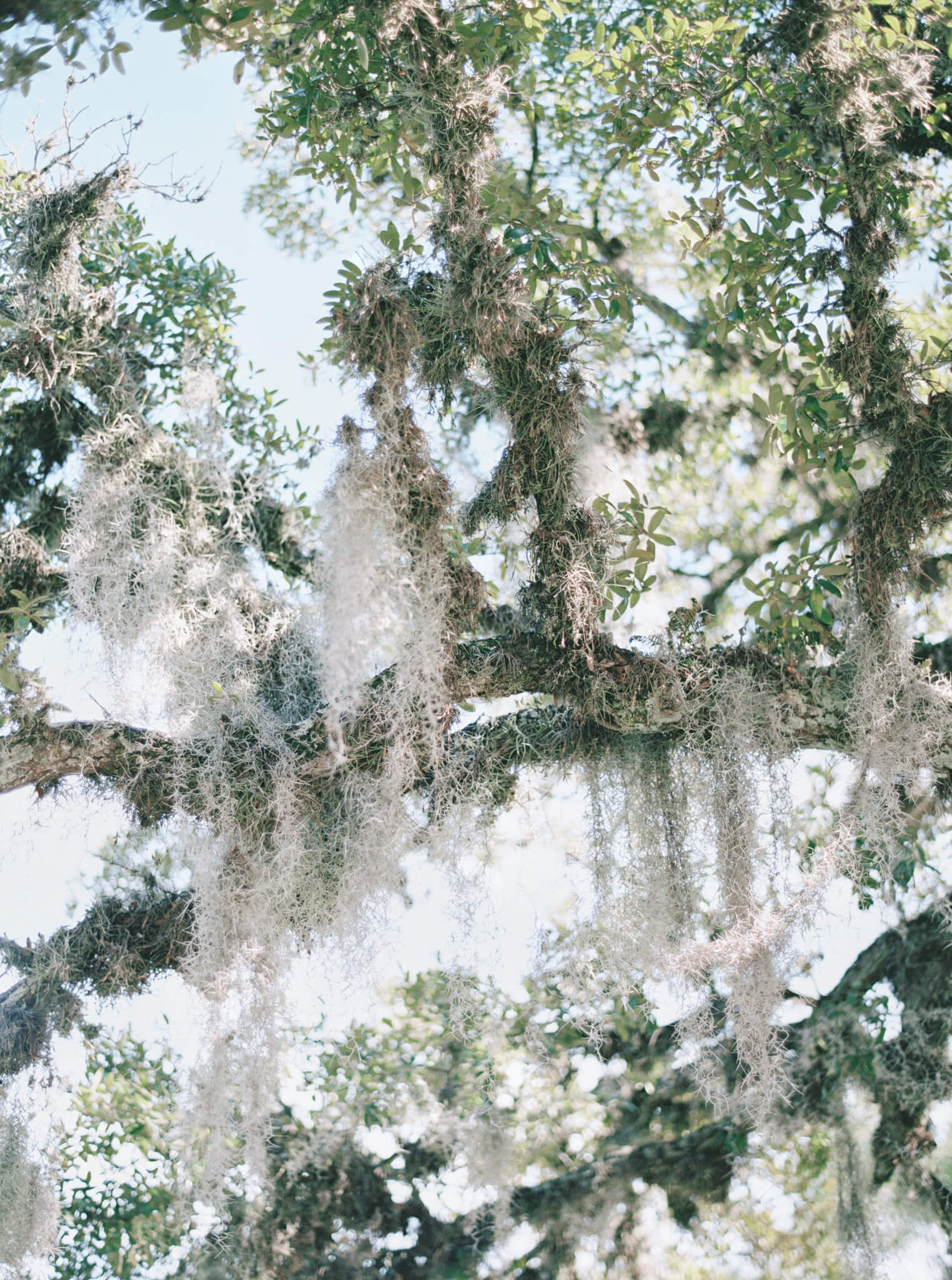 Spanish Moss hanging from branches in Charleston, South Carolina.